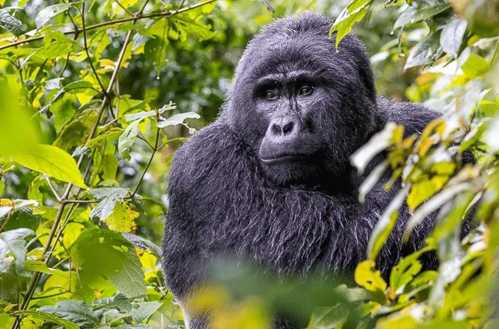 Uganda Gorilla Tours from Shanghai 2 Uganda Gorilla Tours from Shanghai