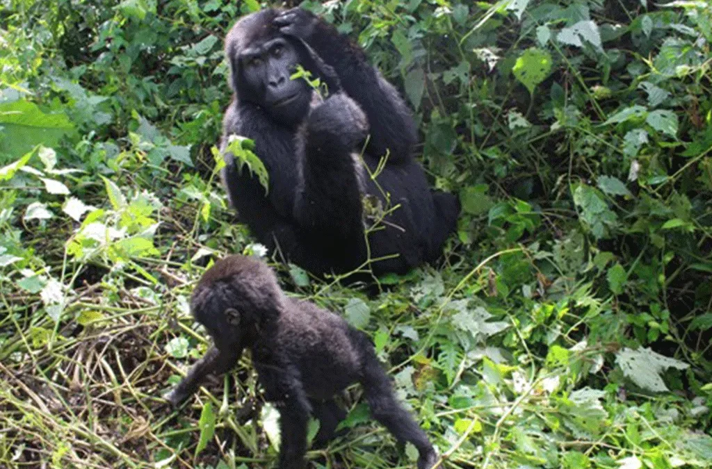 Gorilla Groups in Kahuzi Biega National Park, Congo 2 Guide to Booking Gorilla Habituation Permit