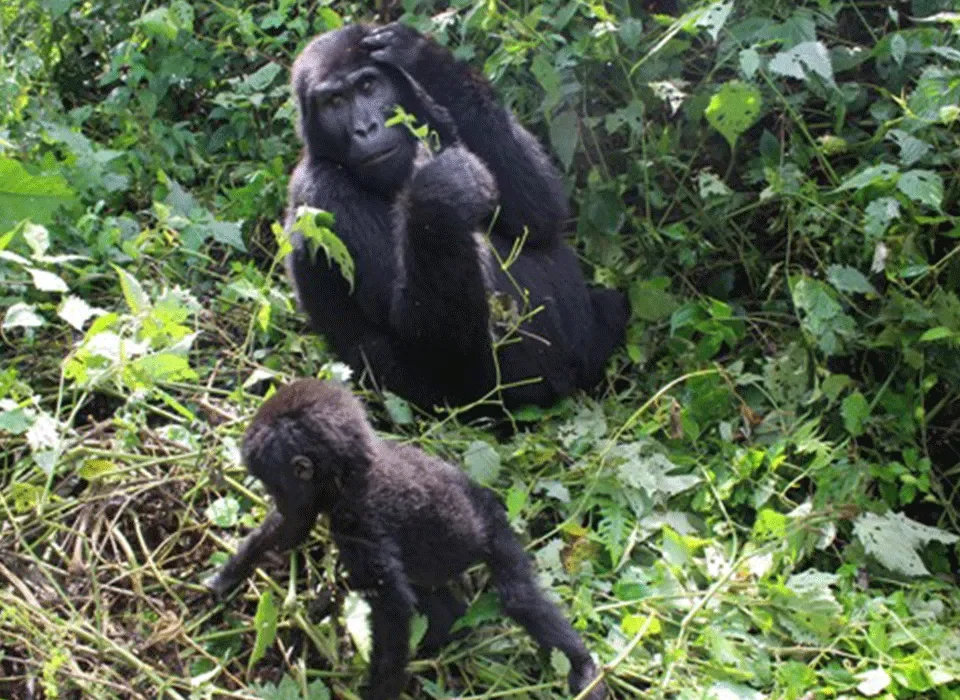 Guide to Booking Gorilla Habituation Permit
