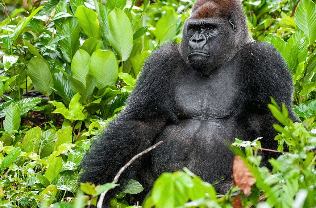 The Best Places To Do Gorilla Trekking in Congo 2 2-Day Eastern Lowland Gorilla Trekking Experience