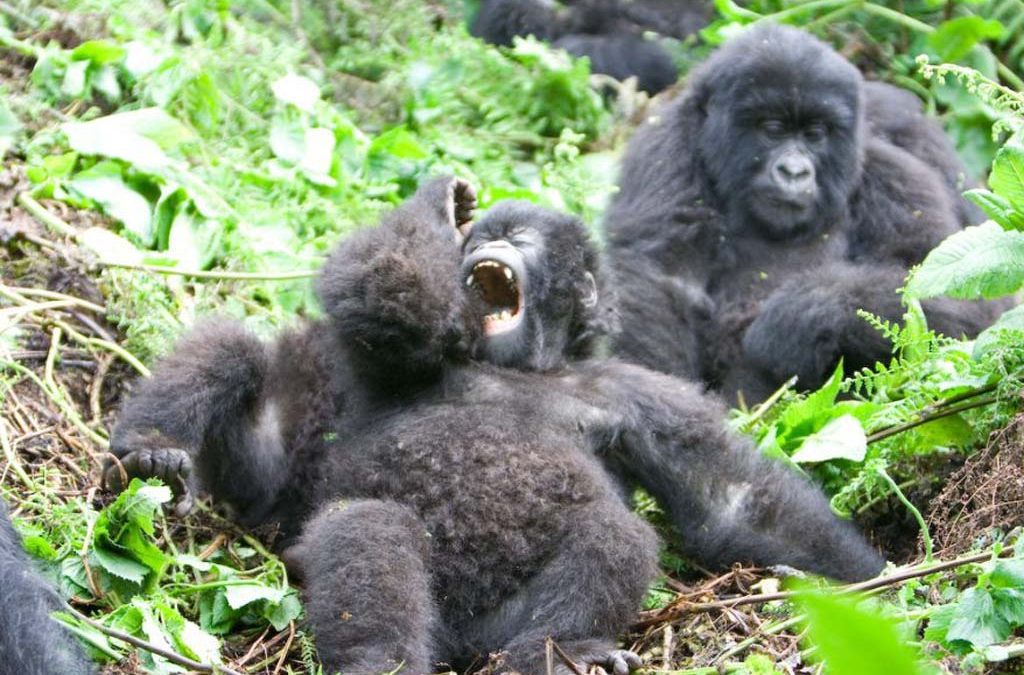 Process of Gorilla Habituation in Kahuzi-Biega National Park 2 The Process of Gorilla Habituation in Kahuzi-Biega National Park