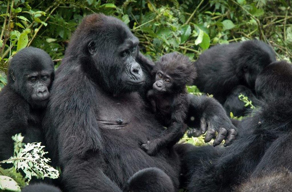 Uganda's Wildlife and Biodiversity Beyond Gorillas 2 Uganda's Wildlife and Biodiversity Beyond Gorillas