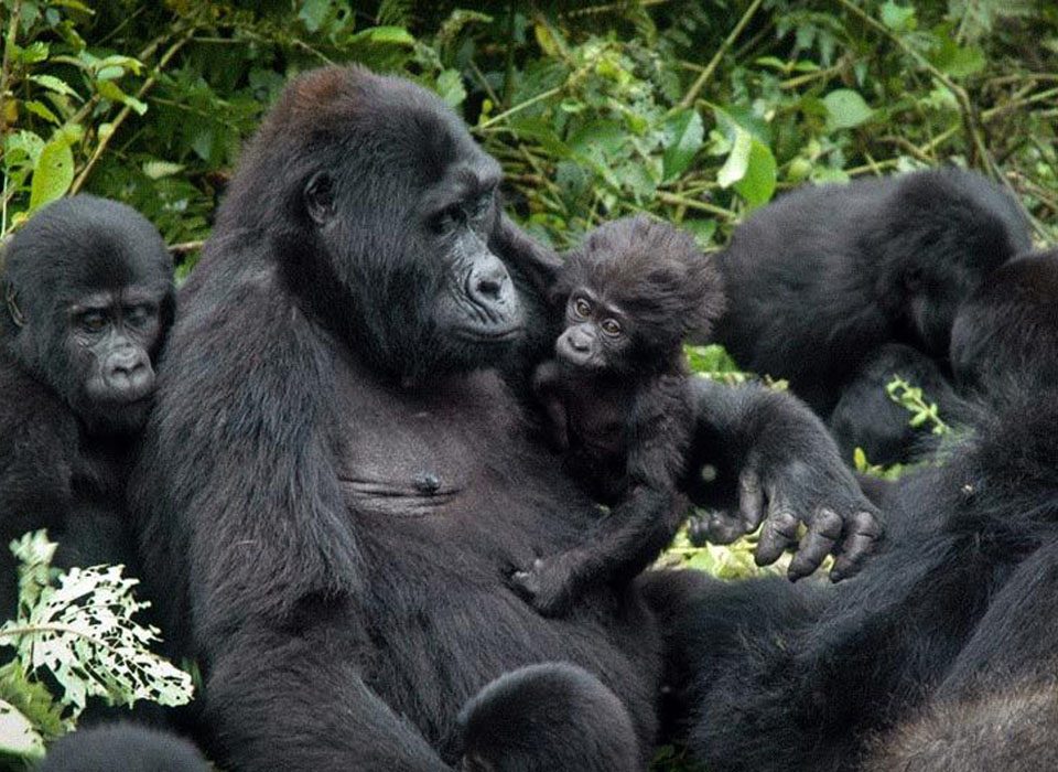 Uganda's Wildlife and Biodiversity Beyond Gorillas