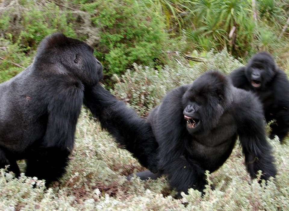 Understanding Gorilla Behavior 14 understanding gorilla behavior
