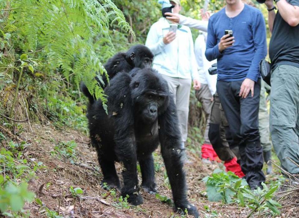 Things to Do After a Gorilla Trek