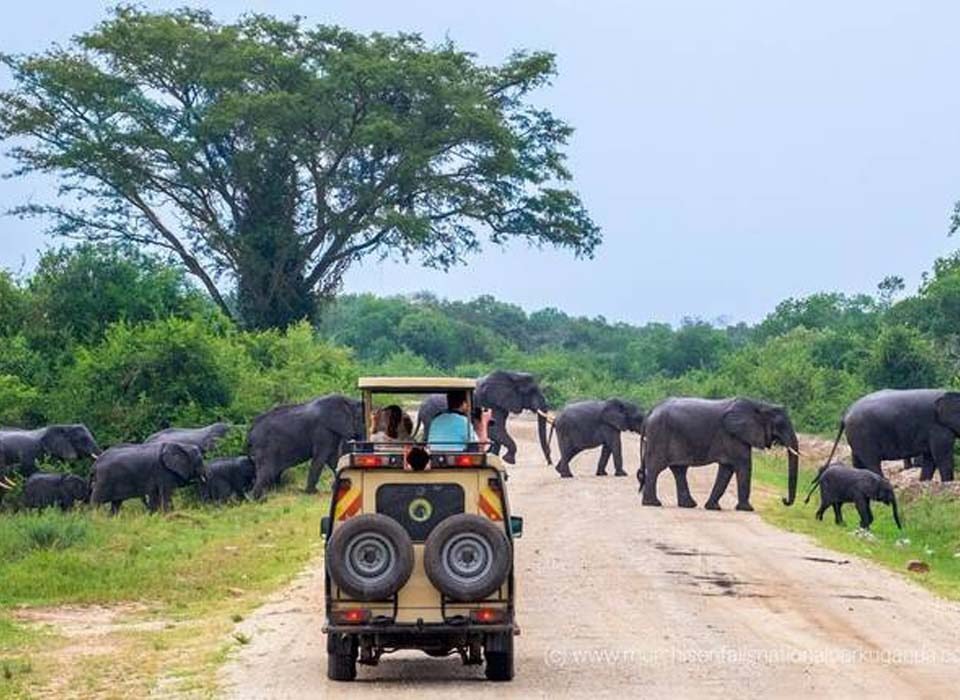 Stay at Eagle's Nest Lodge and do Game Drives in lake Mburo N-P