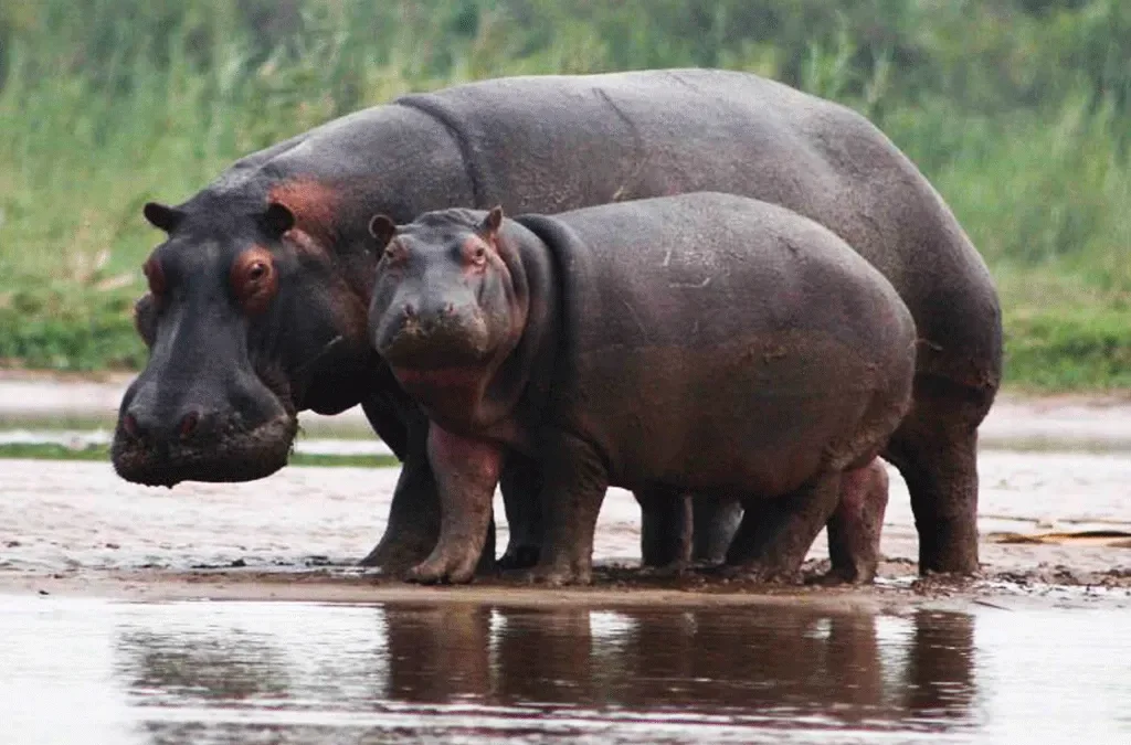 Rusizi National Park