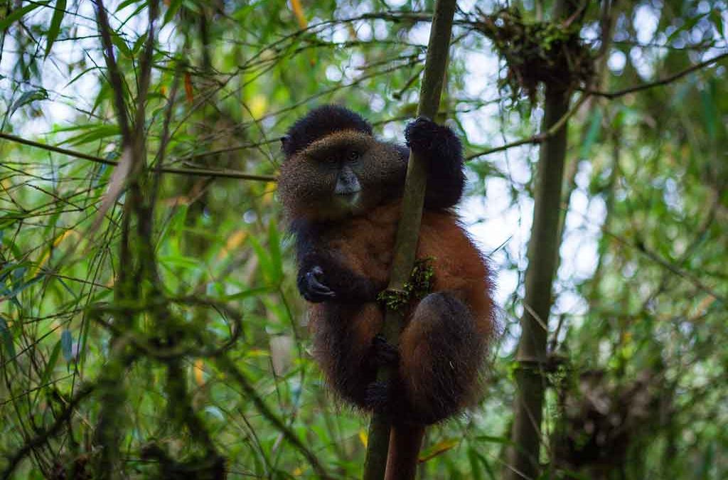 Golden Monkey Trekking Age Limit in Rwanda