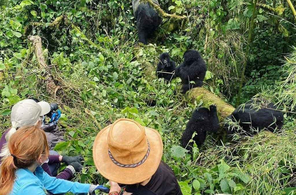 Can I Track Gorillas and Chimpanzees on my Safari in Uganda 2 Can I Track Gorillas and Chimpanzees on my Safari in Uganda