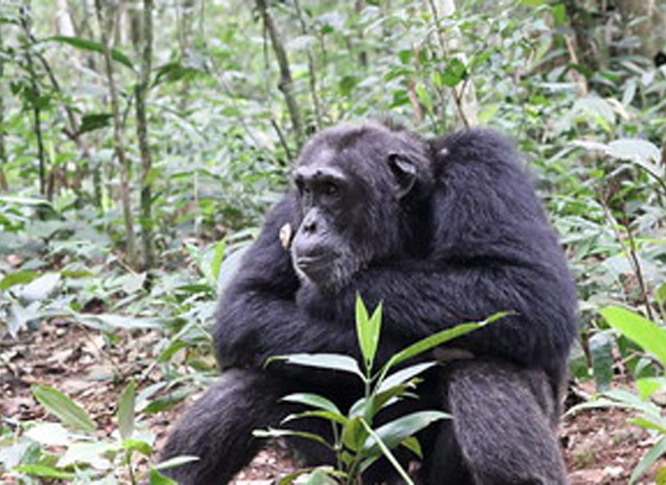 5-Day Kahuzi Biega Lowland Double Gorillas