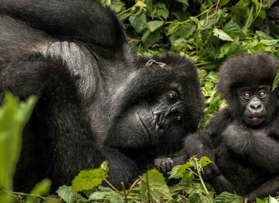 Choosing a Gorilla Trekking Destination