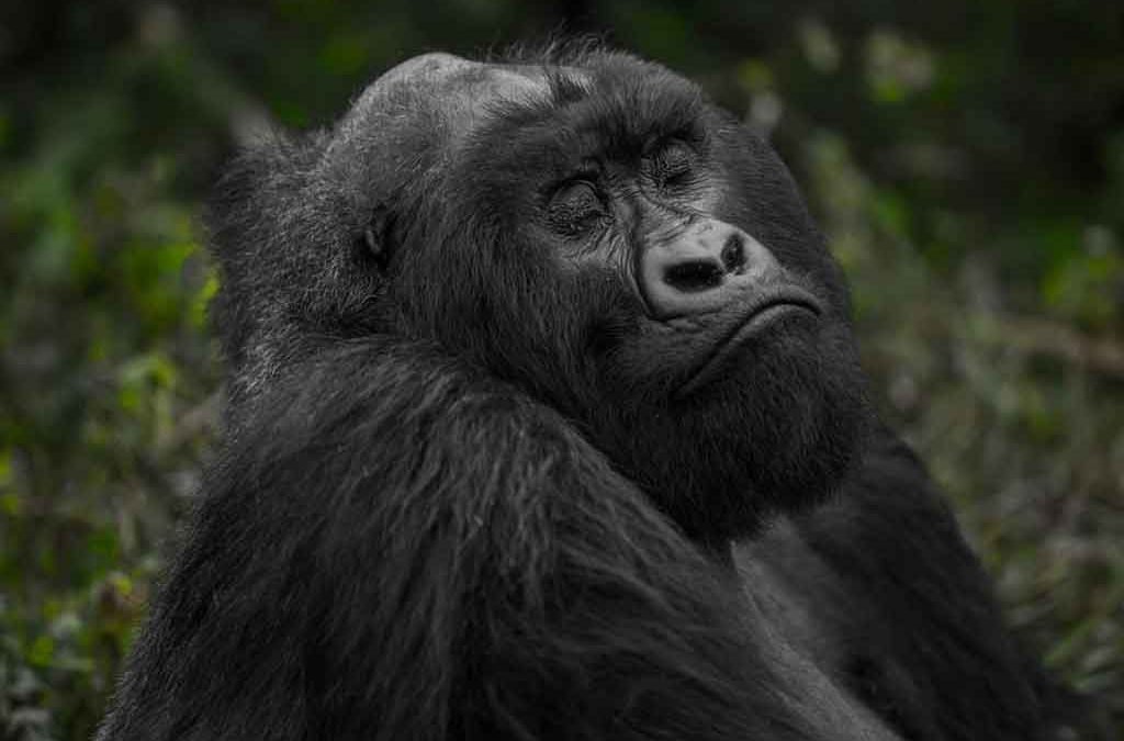 Current Uganda Gorilla Permit Costs 2026 2 Current Uganda Gorilla Permit Costs 2024 to 2026