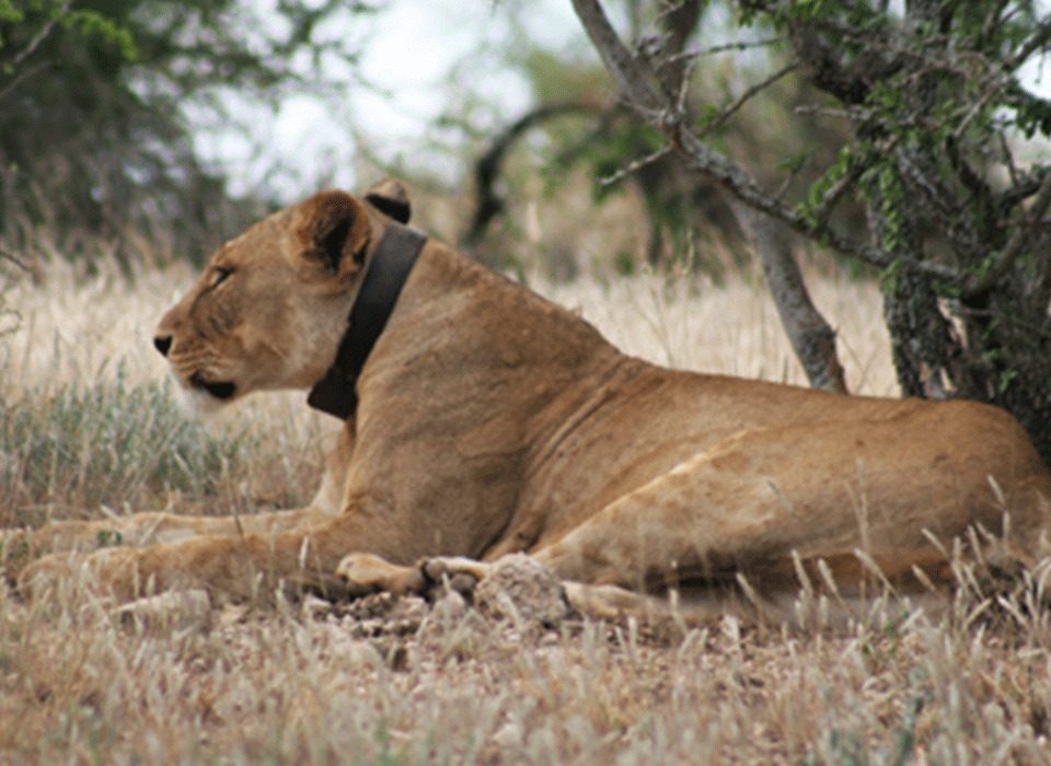 Experiential-lion-tracking