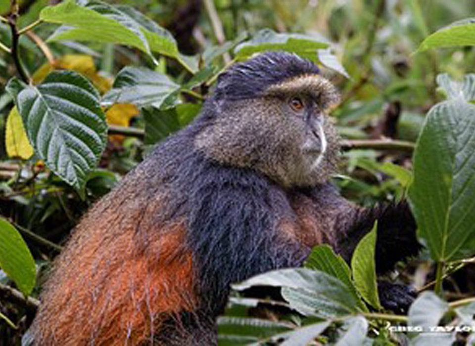 Planning A Golden Monkey Safari In Uganda And Rwanda