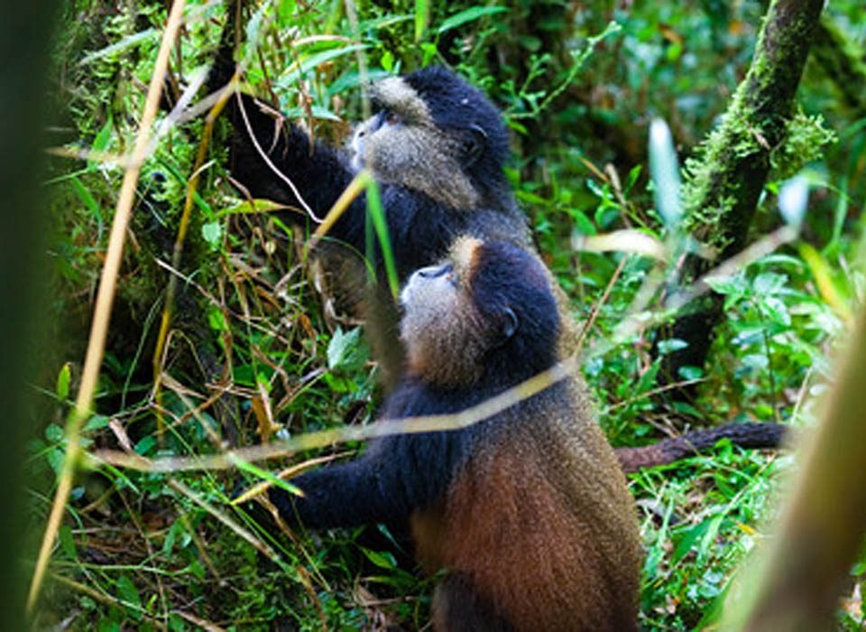 What to expect on a Golden Monkey trekking safari