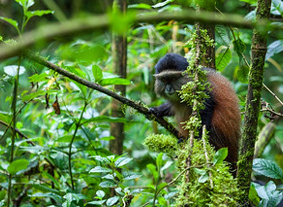 Compare Golden Monkey Trekking in Uganda & Rwanda