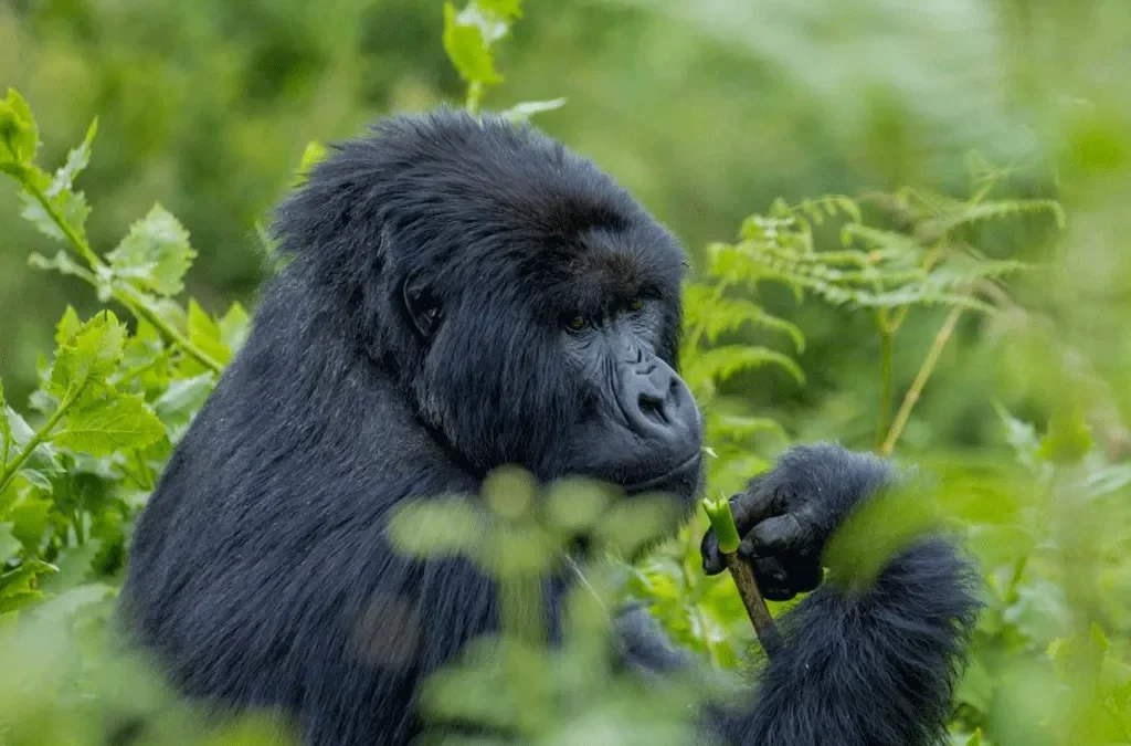 3-Day Uganda Gorilla Trekking Tour from Entebbe 2 frequently asked