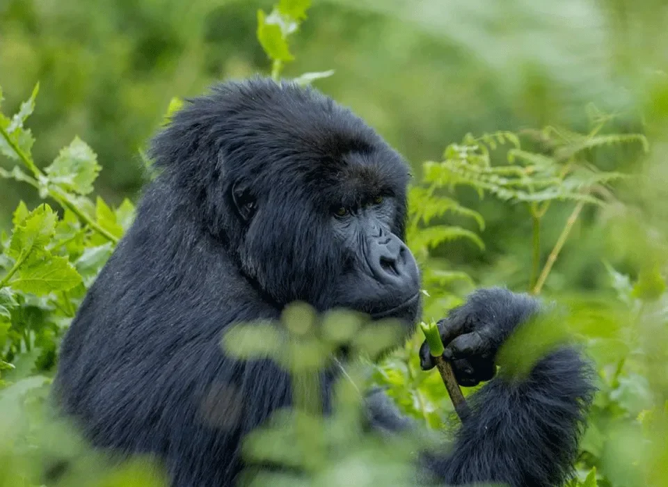 Best Uganda Budget safaris