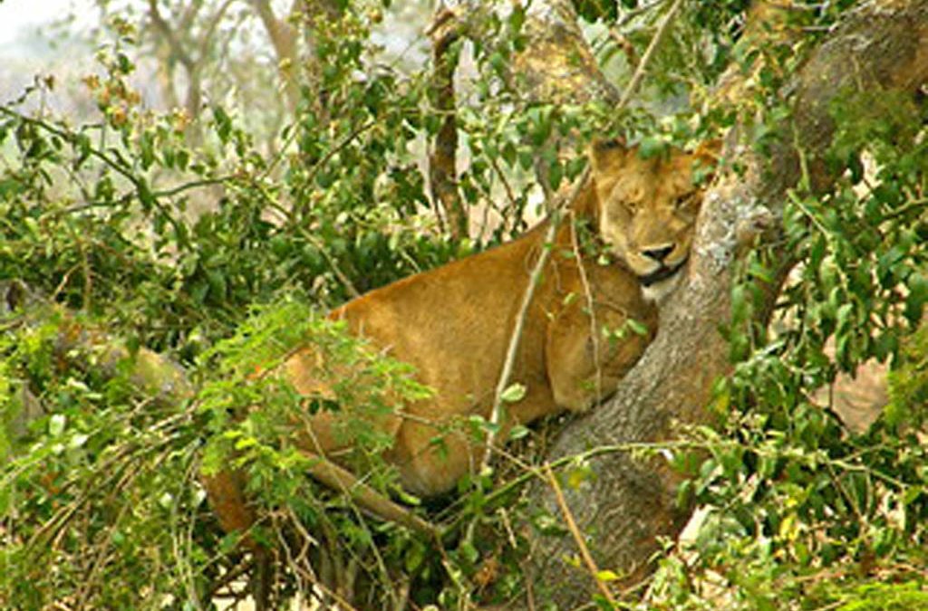 How to plan a perfect wildlife safari in Uganda 2 How to plan a perfect wildlife safari in Uganda
