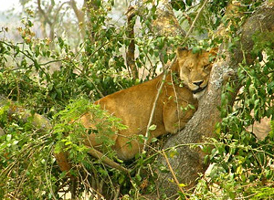 How to plan a perfect wildlife safari in Uganda