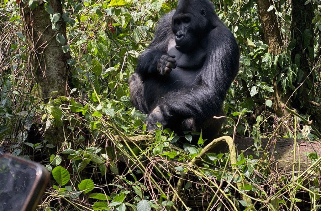 4 Days Lowland gorillas and Akagera national park Safari 