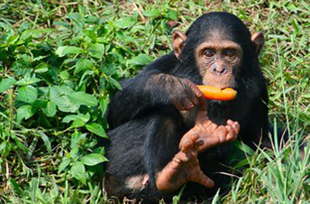 Chimpanzee Tracking in Uganda: A Wildlife Game-Changer 2 Chimpanzee Tracking in Uganda: A Wildlife Game-Changer