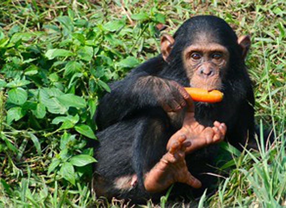 Chimpanzee Tracking in Uganda: A Wildlife Game-Changer