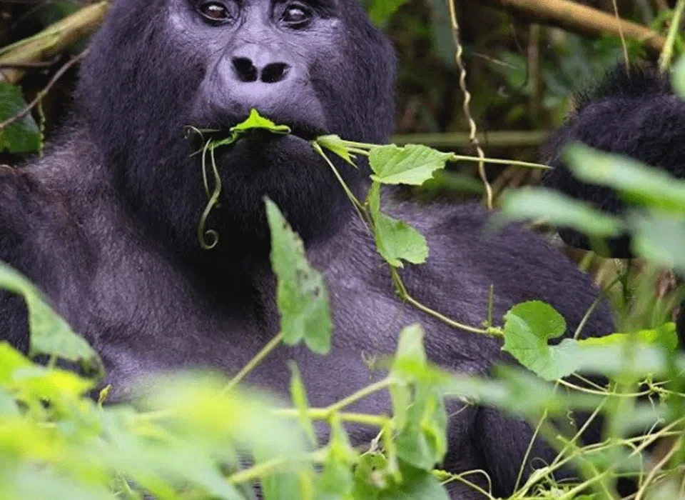 Gorilla Trekking and Habituation on the Same Safari