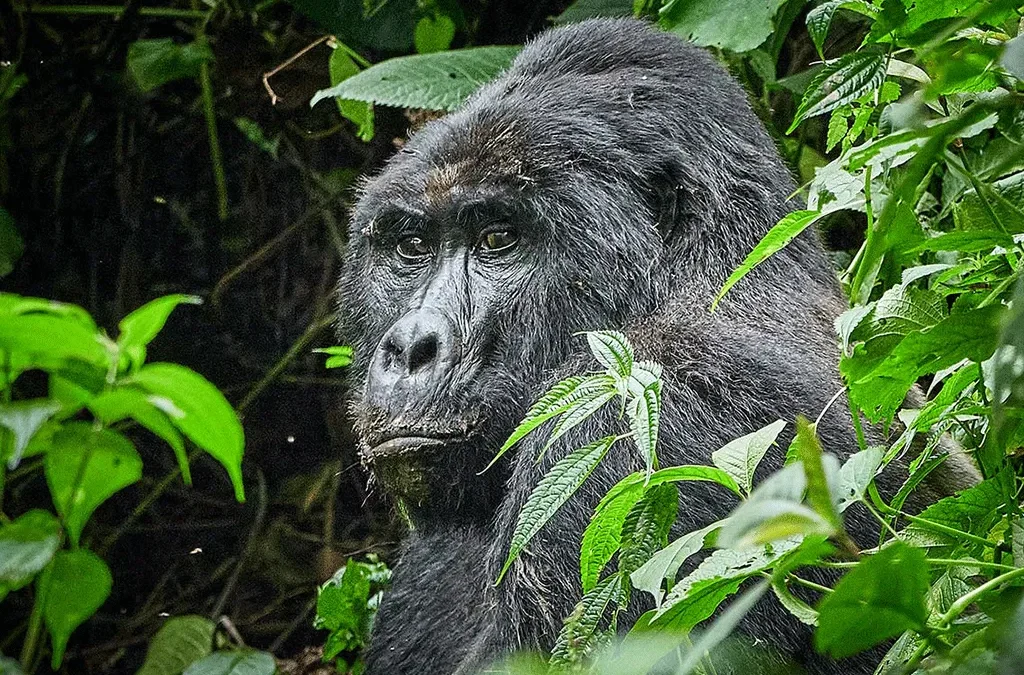 How to Spend the Perfect 5 Days in Rwanda 2 How to Spend the Perfect 5 Days in Rwanda