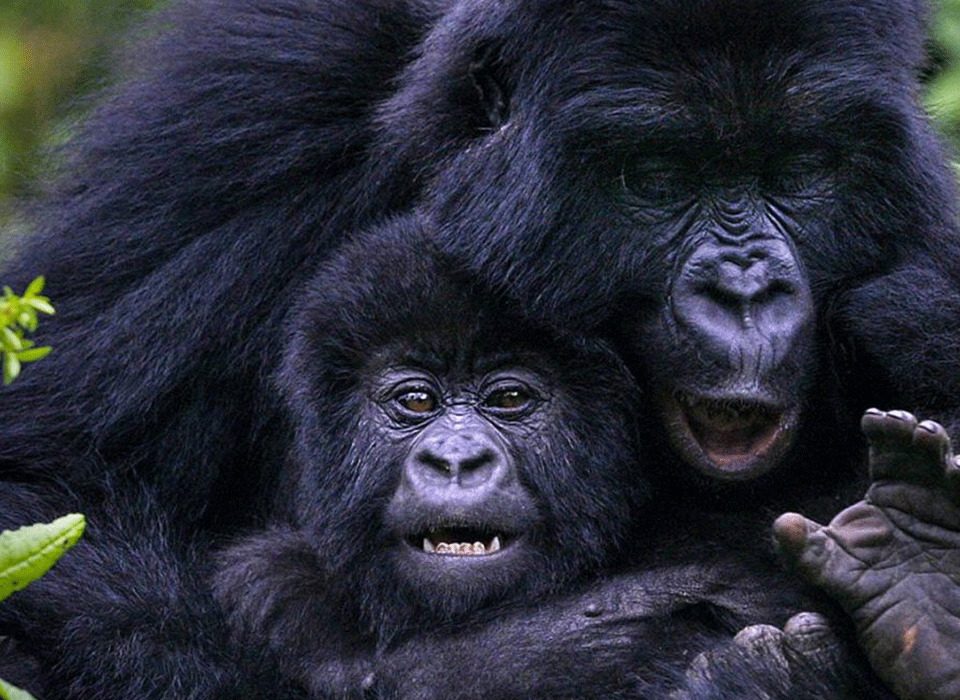 Combining Rwanda Gorilla Trekking with Volcano Hiking