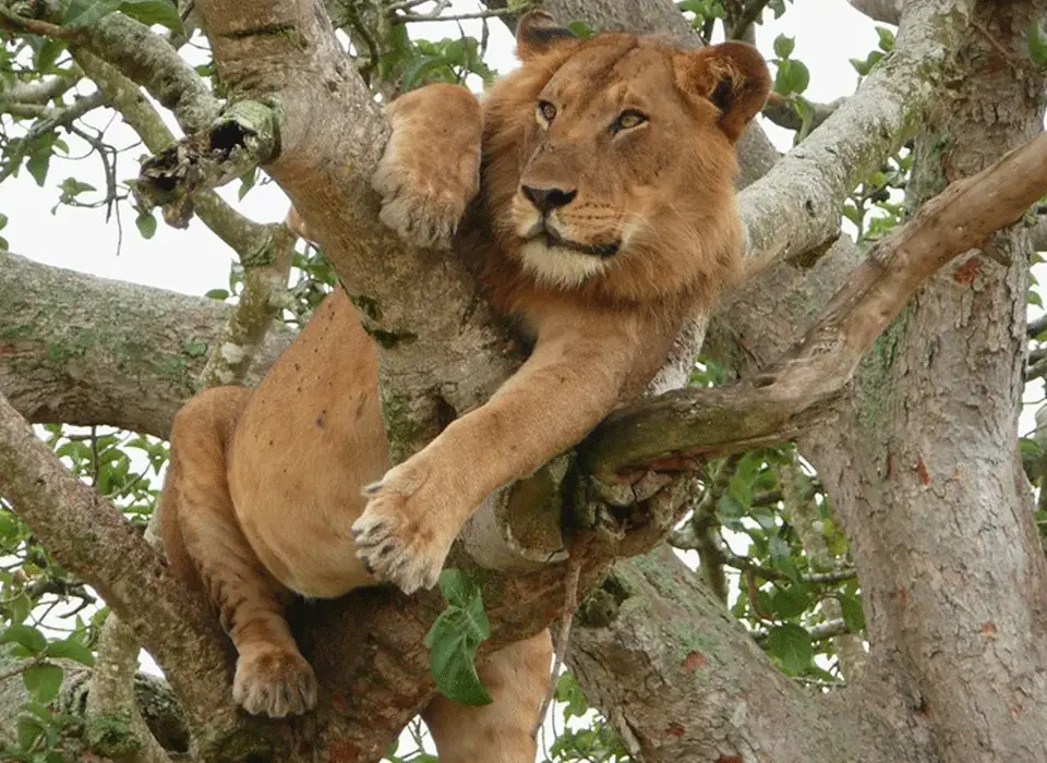 The Ideal Time to see Lions in Uganda?