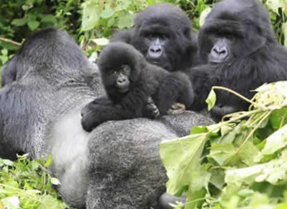 Where to Stay For the Gorilla Habituation Experience in Bwindi