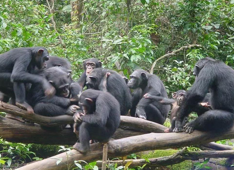 Where and How to Buy Chimpanzee Trekking Permits in Rwanda