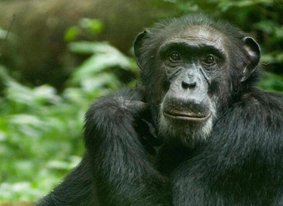 How to reschedule Chimpanzee permits in Uganda.