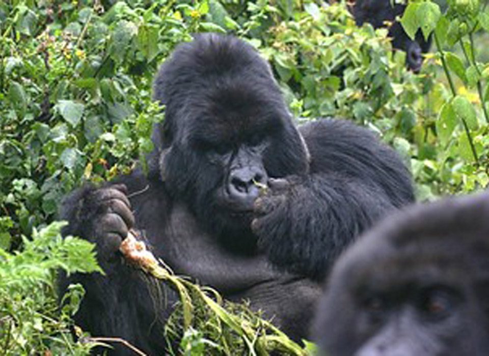 Facts about gorilla habituation experience in Bwindi