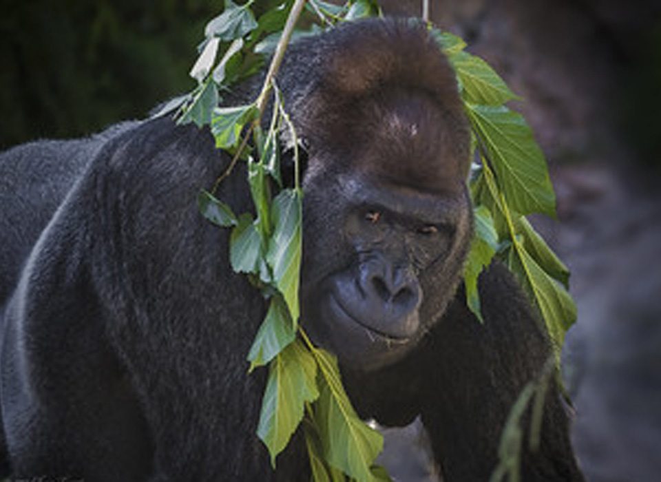 Gorilla habituation experiences rules and regulations.