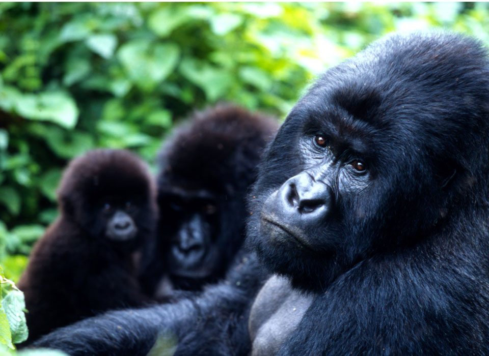 How to reschedule Gorilla habituation permits