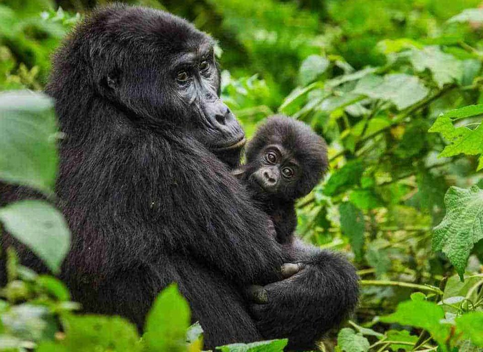 Why is Uganda Still the best Gorilla Trekking Destination?