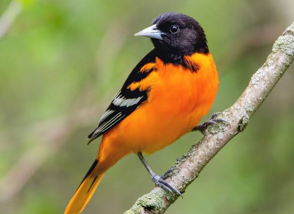 3 Days Uganda Savanna Birding Tour