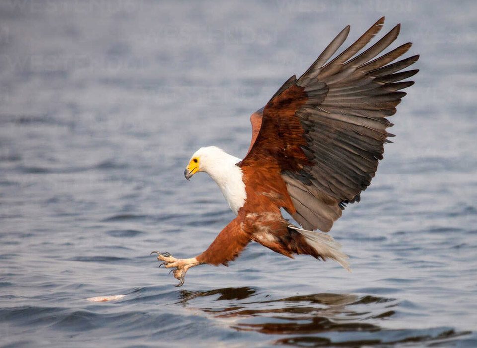Birds To Spot On Safari in Uganda