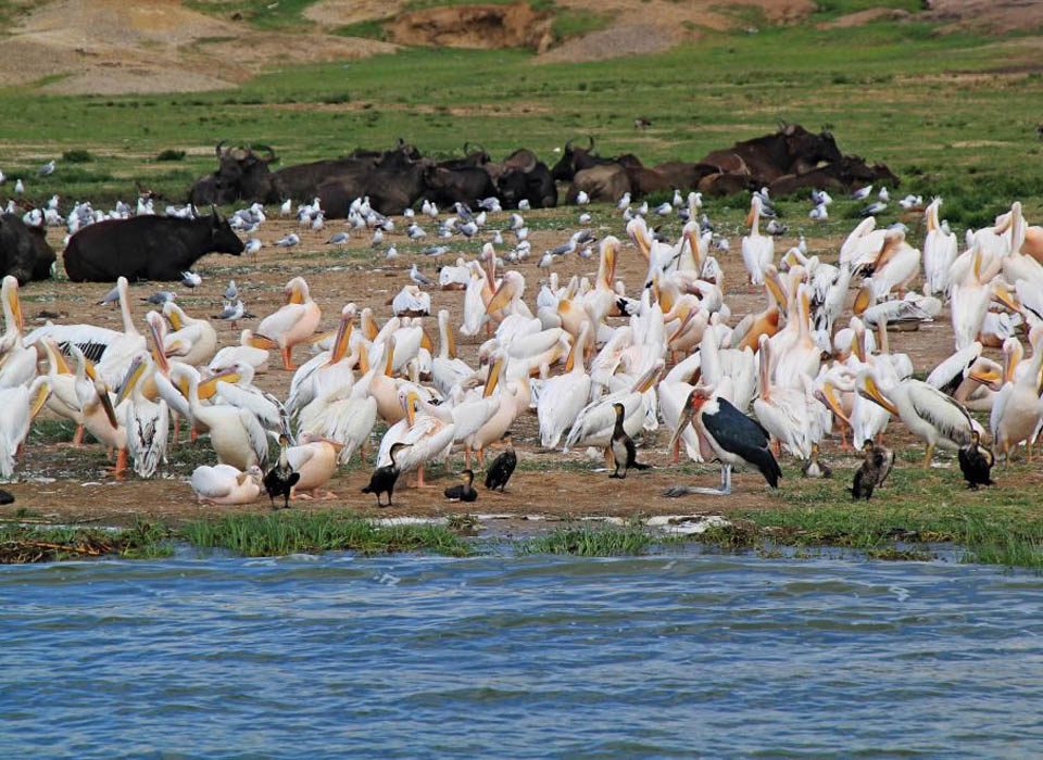 When to Plan Your Birding Safari in Uganda