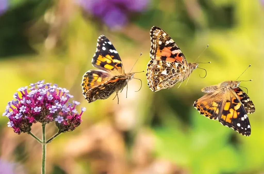 Does Uganda have butterflies?