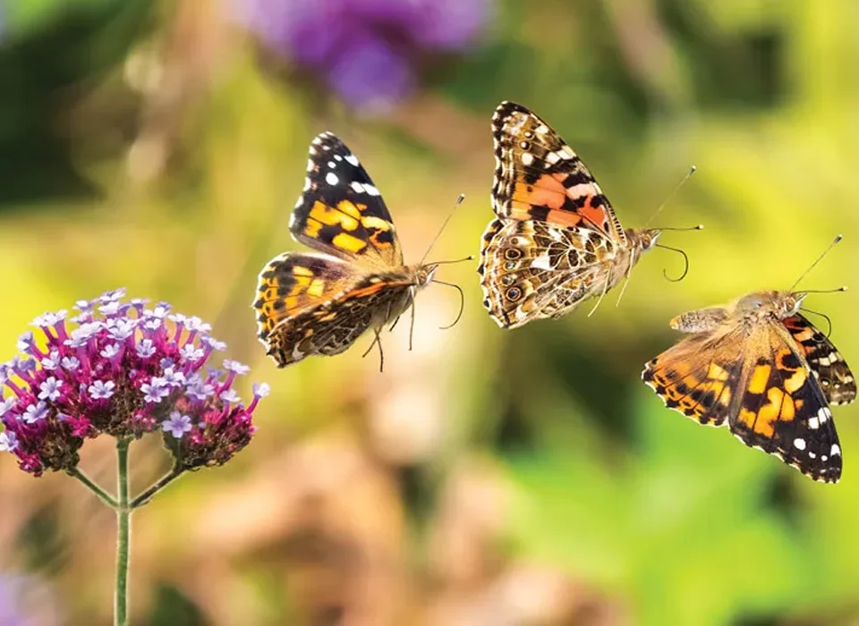 Does Uganda have butterflies?