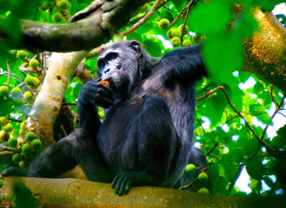 Chimp8