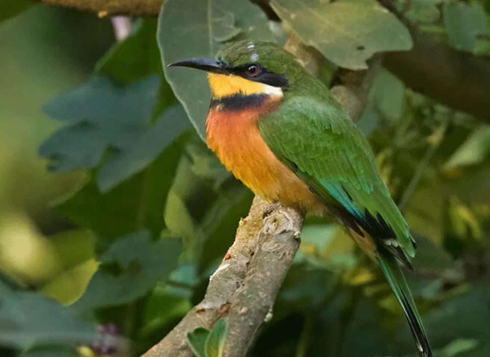 Bird Watching in Bwindi