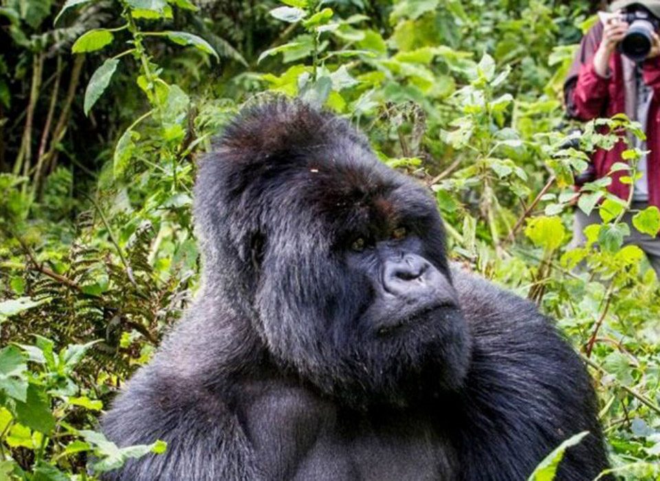 Expectations on a Uganda Gorilla Safari