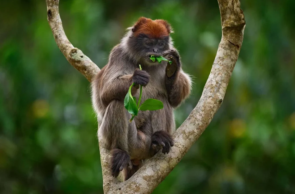 Primate Capital of The World