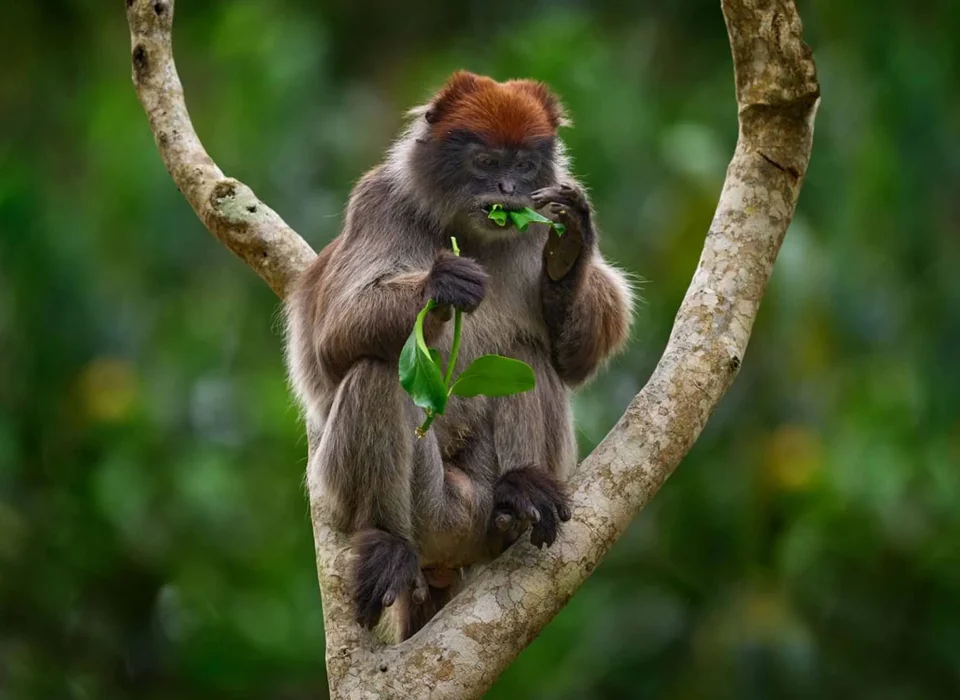 Primate Capital of The World