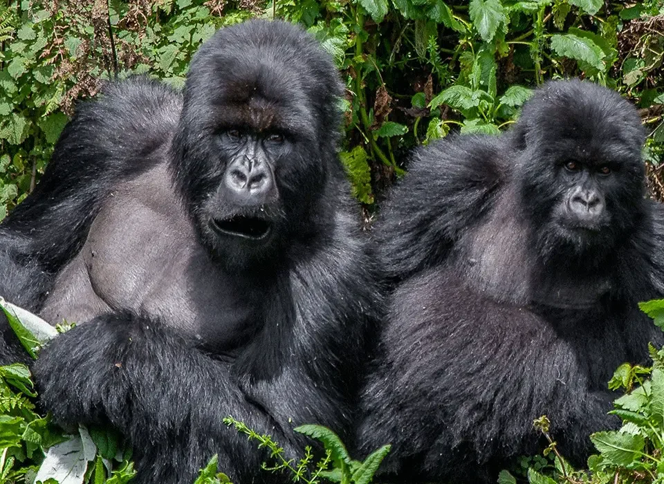 Process of Booking your Uganda Gorilla Permit in Installments