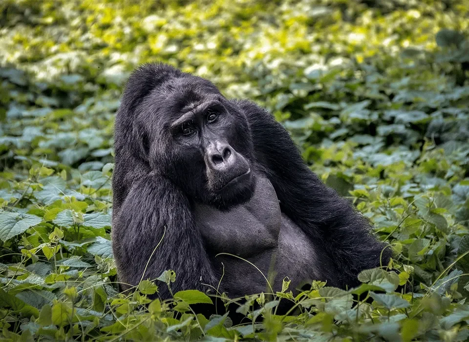 How to Buy a Uganda Gorilla Permit in Installments